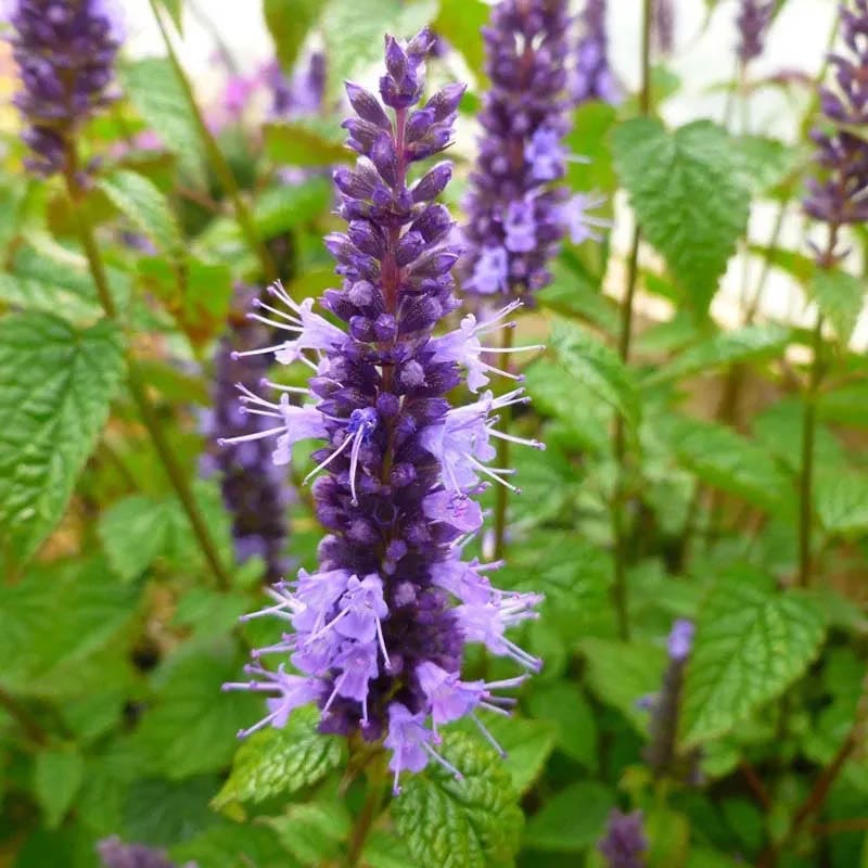 lavender plant deer Oh Deer Plant Collection