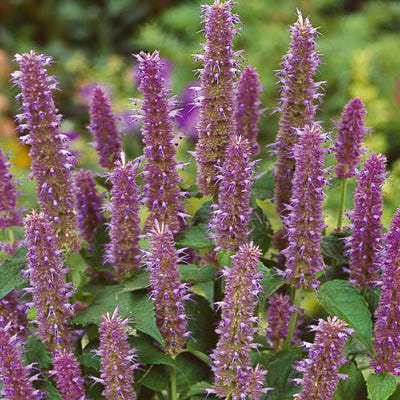 lavender hyssop plant Lavender Hyssop Seeds | Purple