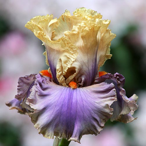 Air of Mystery Bearded Iris