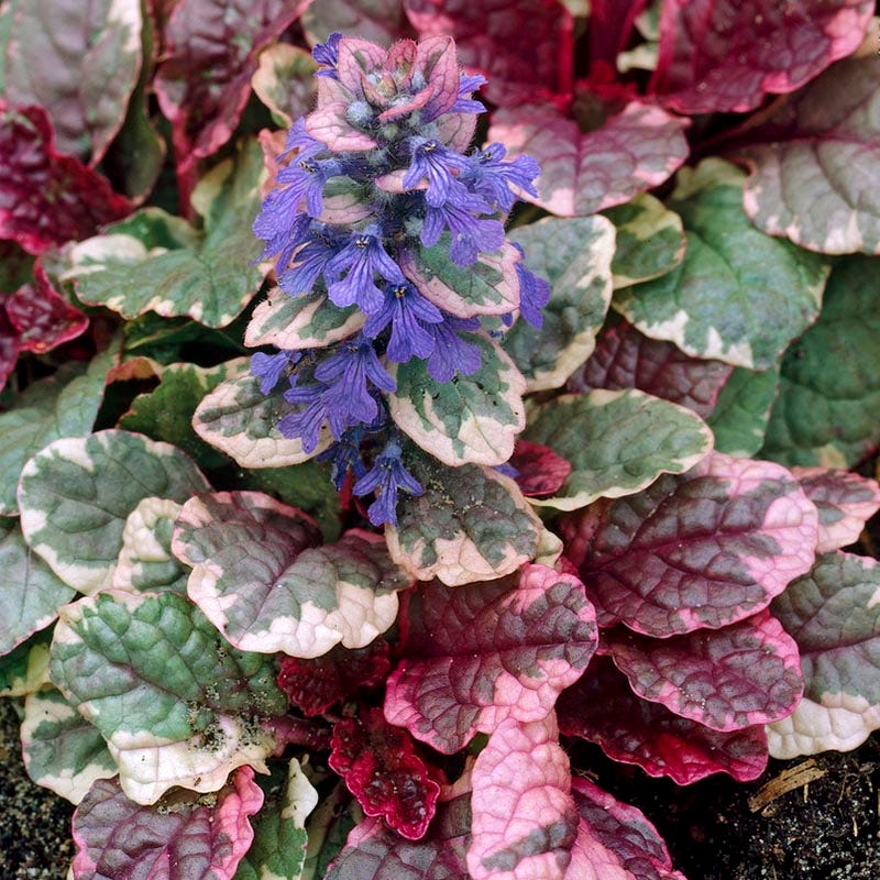 Pollinator Friendly Groundcover Collection