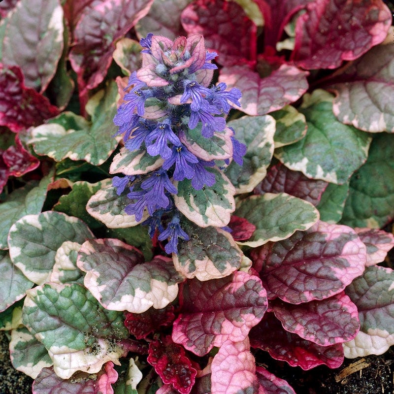 Burgundy Glow Ajuga