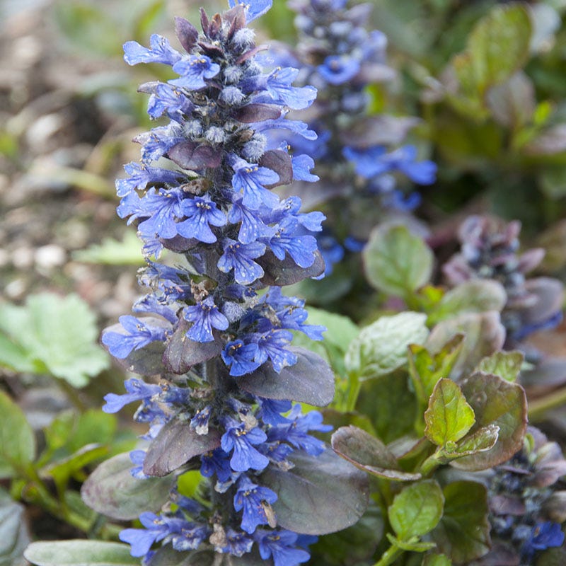 Catlin's Giant Ajuga