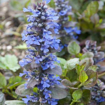 Catlin's Giant Ajuga