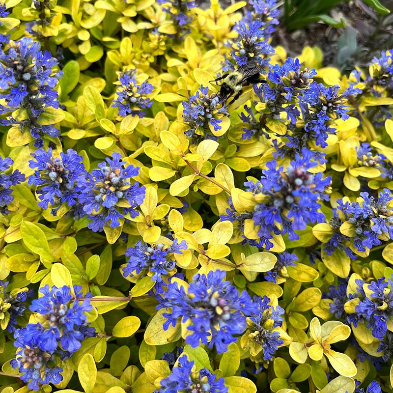 Feathered Friends Cordial Canary Ajuga | Blue | Plant - 3" Pot by American Meadows