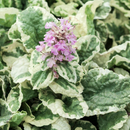 Pink Lightning Ajuga