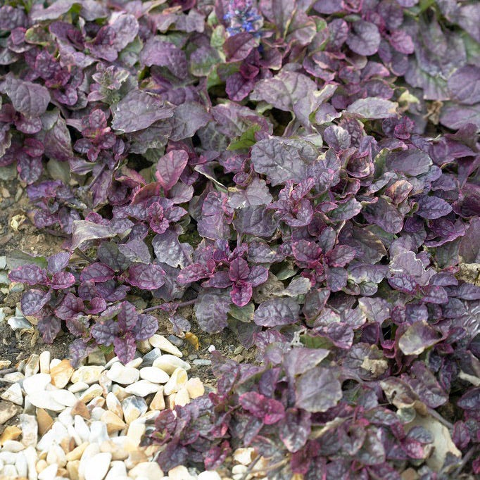 Burgundy Glow Ajuga