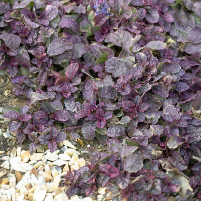 Burgundy Glow Ajuga
