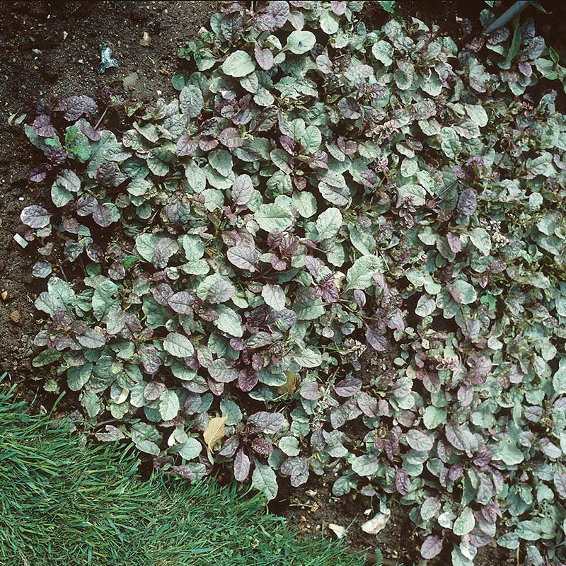 Burgundy Glow Ajuga