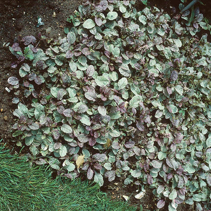 Burgundy Glow Ajuga
