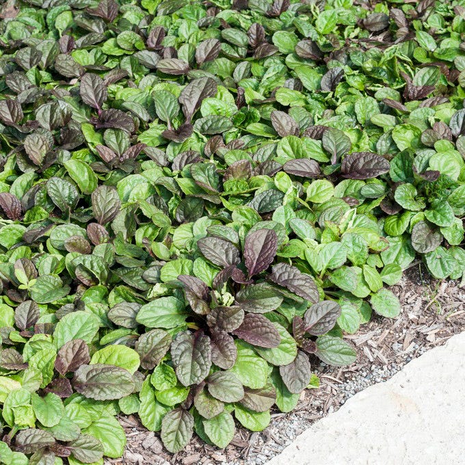 Catlin's Giant Ajuga