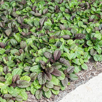 Catlin's Giant Ajuga