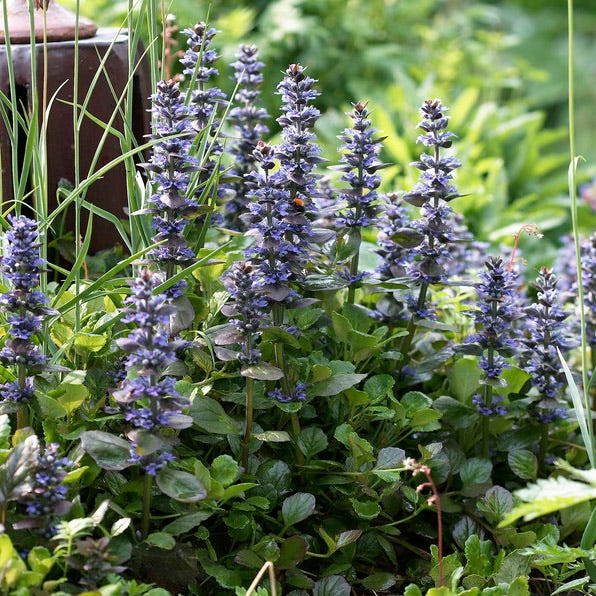Catlin's Giant Ajuga