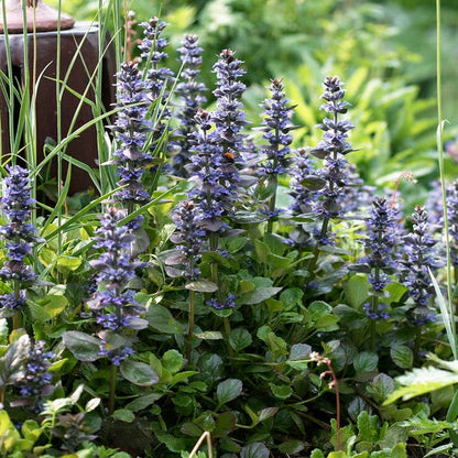 Catlin's Giant Ajuga