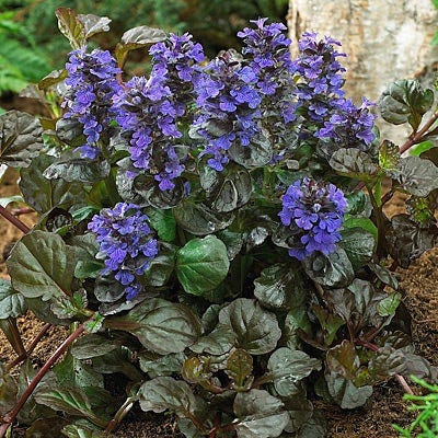 Black Scallop Ajuga