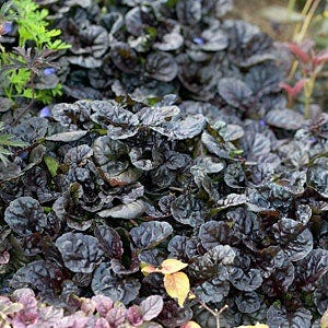 Black Scallop Ajuga