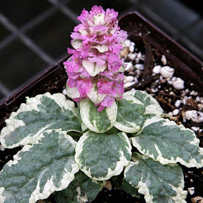 Pink Lightning Ajuga