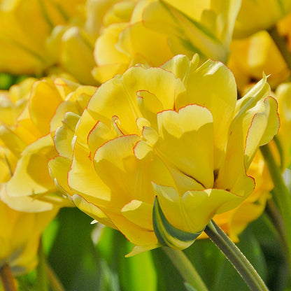 Circus Tent Tulip Collection