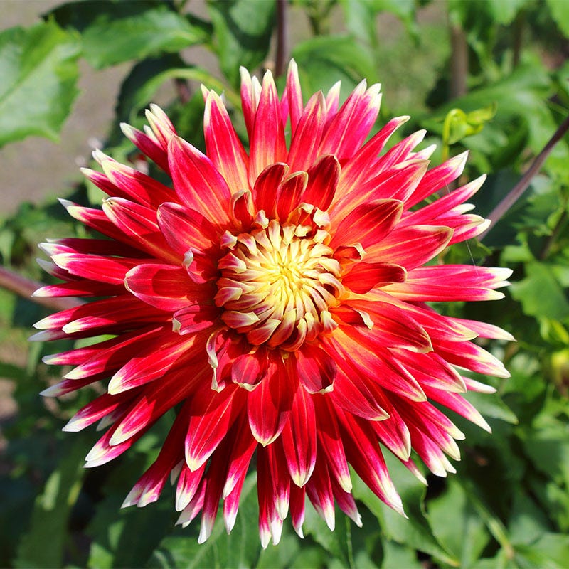Akita Dinner Plate Dahlia