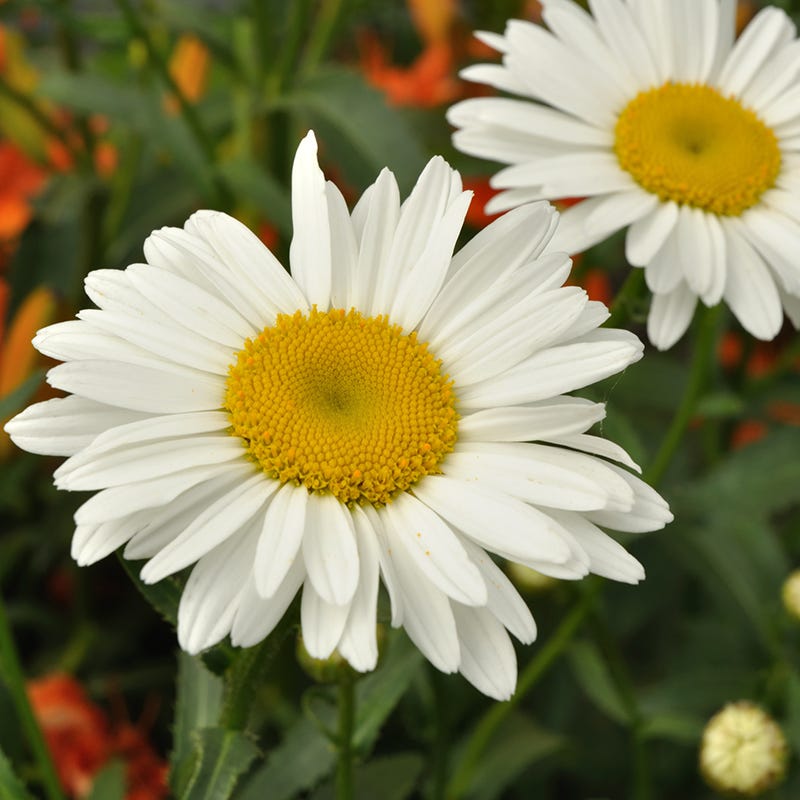 Alaska Shasta Daisy