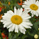 Alaska Shasta Daisy Seeds|Shasta Daisy Alaska, Leucanthemum x superbum 'Alaska', close up of flower