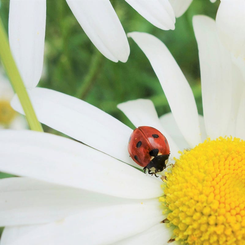 Alaska Shasta Daisy Seeds