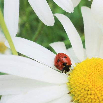 Alaska Shasta Daisy Seeds