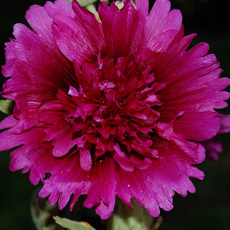 Queeny Purple Hollyhock