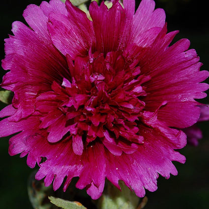 Queeny Purple Hollyhock