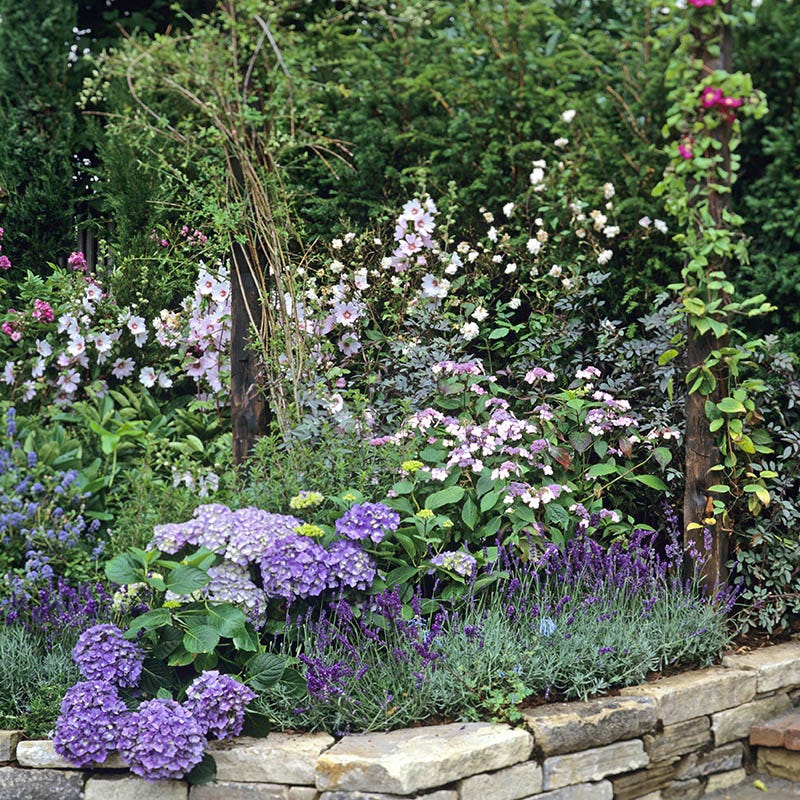 Creme De Cassis Hollyhock, Alcea