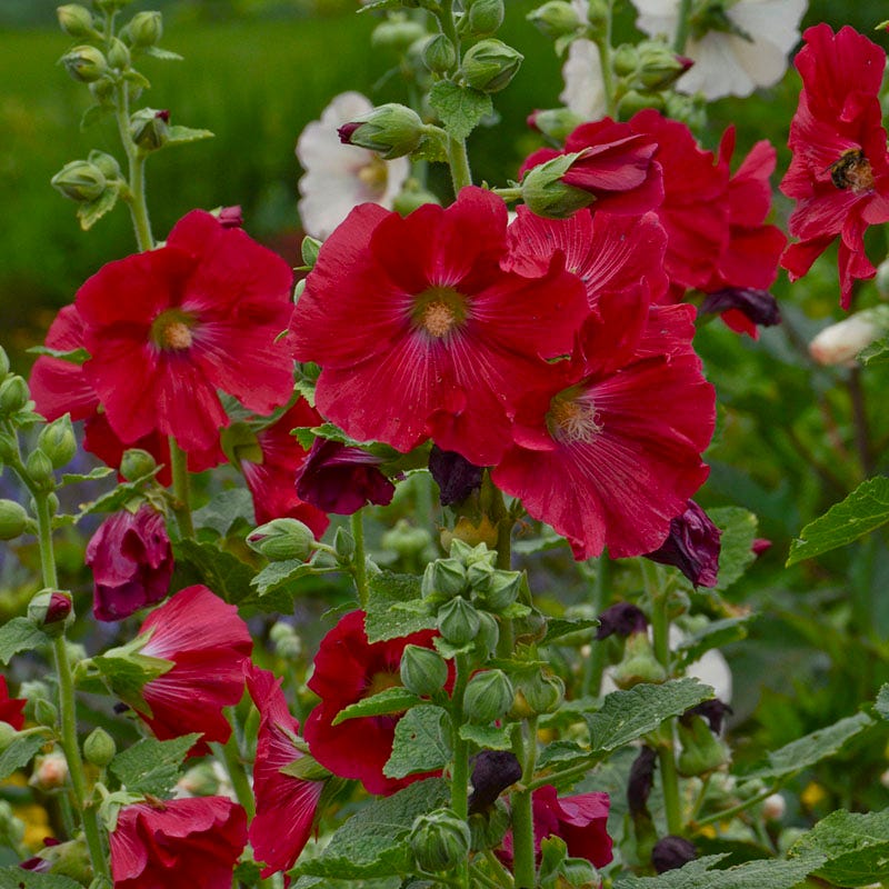 Mars Magic Single Hollyhock