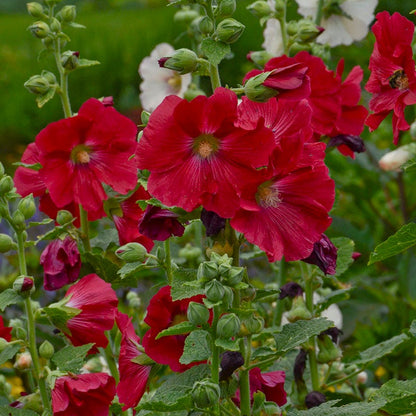 Mars Magic Single Hollyhock