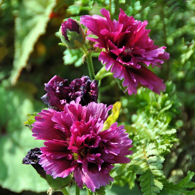 Queeny Purple Hollyhock