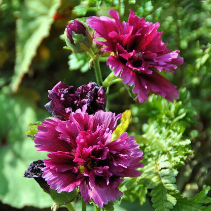 Queeny Purple Hollyhock