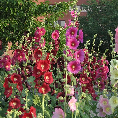 Hollyhock Seeds