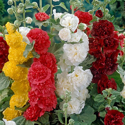 Chater's Double Hollyhock Mix