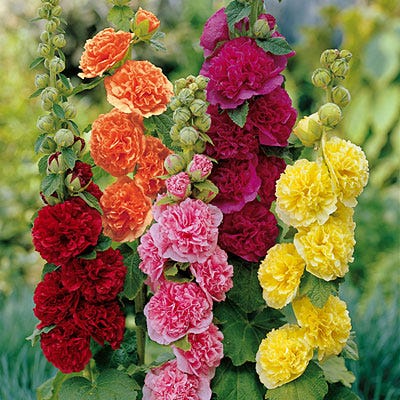 Chater's Double Hollyhock Mix