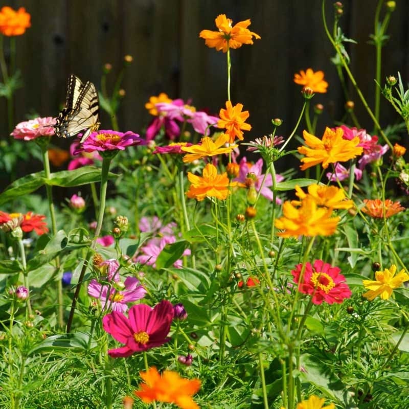 annual wildflower meadow seeds All Annual Bold Color Wildflower Seed Mix