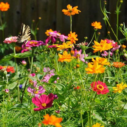 All Annual Bold Color Wildflower Seed Mix