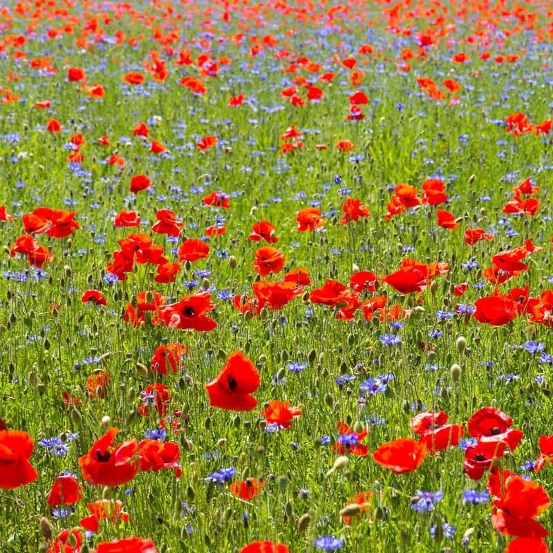 annual wildflower meadow seeds All Annual Bold Color Wildflower Seed Mix