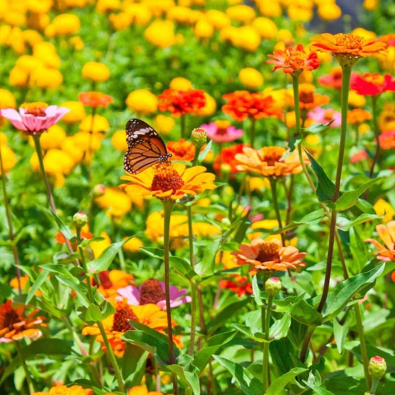 annual wildflower meadow seeds All Annual Bold Color Wildflower Seed Mix