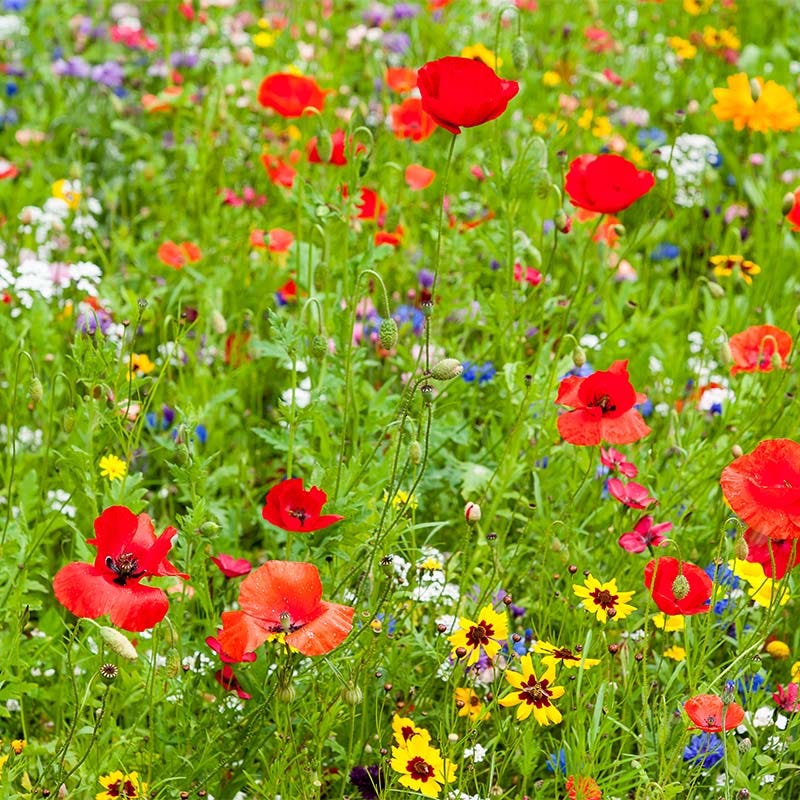 Thank You For Your Support Seed Packet