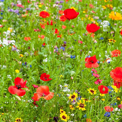 Thank You For Your Support Seed Packet