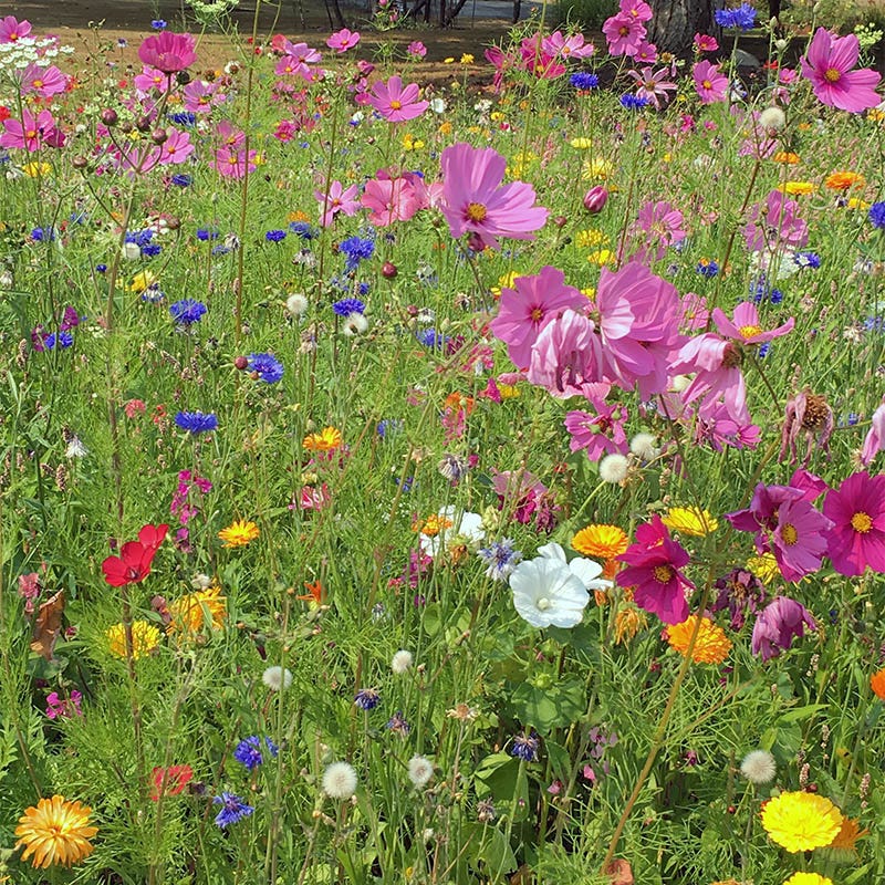 All Annual Big Color Wildflower Seed Mix