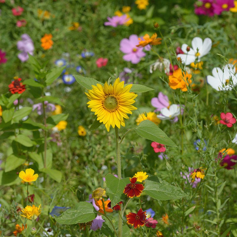 agway wildflower seeds All Annual Big Color Wildflower Seed Mix