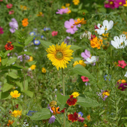 All Annual Vivid Variety Wildflower Seed Mix