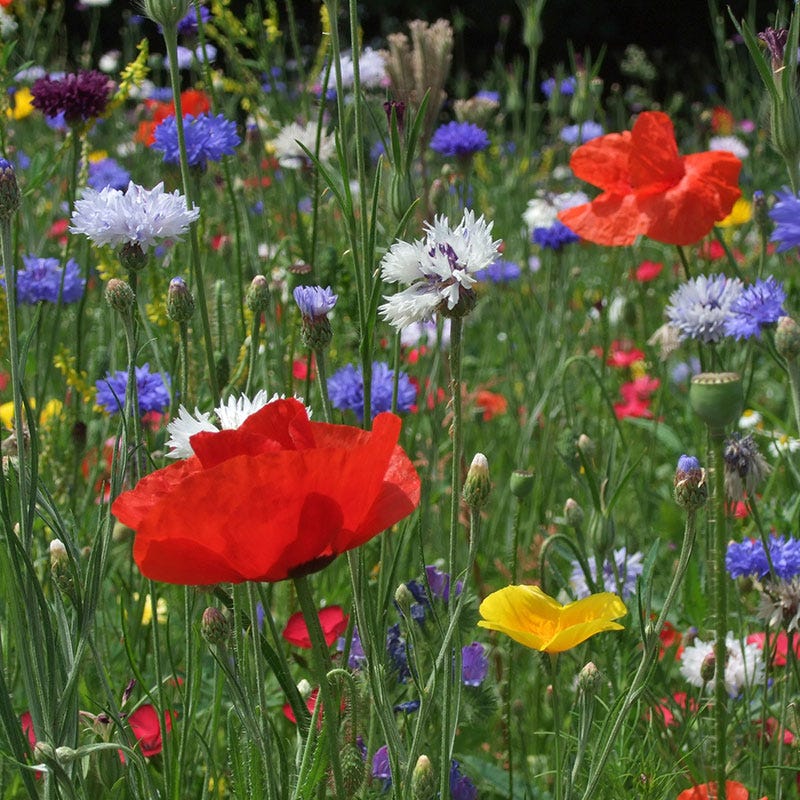 All Annual Big Color Wildflower Seed Mix