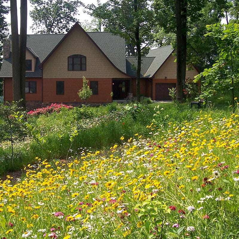 american seed wildflower blend sunny area Perennial Beauty Wildflower Seed Mix