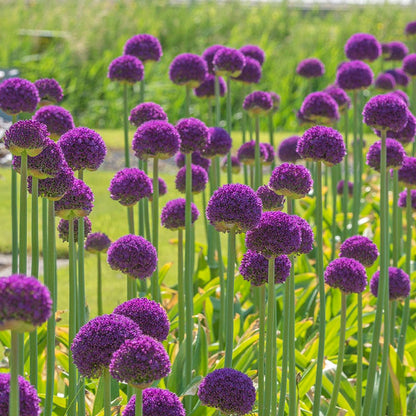 Ambassador Allium