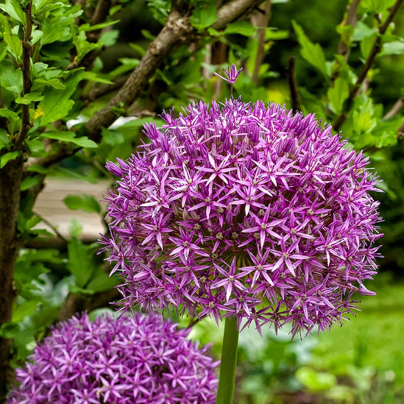 Ambassador Allium
