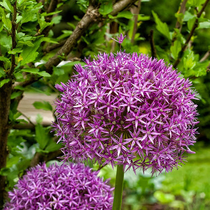 Ambassador Allium